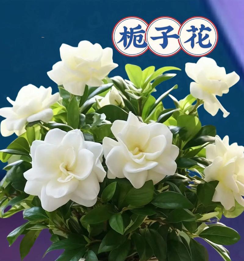 栀花的寓意和象征意义是什么？了解栀花背后的文化故事？