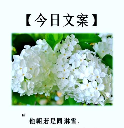羊丁香的花语是什么？了解其独特含义和象征意义？