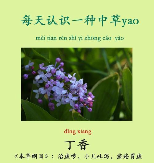 羊丁香的花语是什么？了解其独特含义和象征意义？