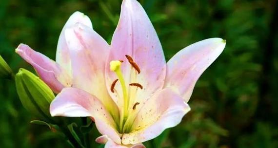有和平象征的花是什么花？这种花的花语和象征意义是什么？