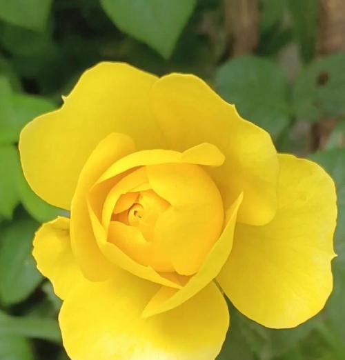 有和平象征的花是什么花？这种花的花语和象征意义是什么？