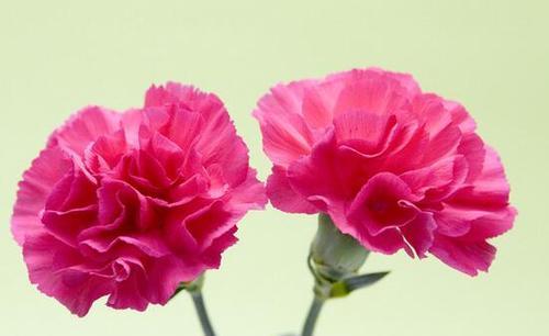 新希望花语代表什么含义？花语背后的故事是什么？