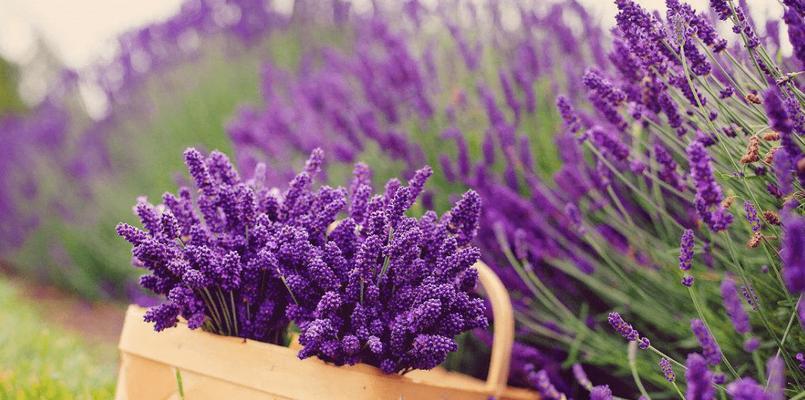 新希望花语代表什么含义？花语背后的故事是什么？