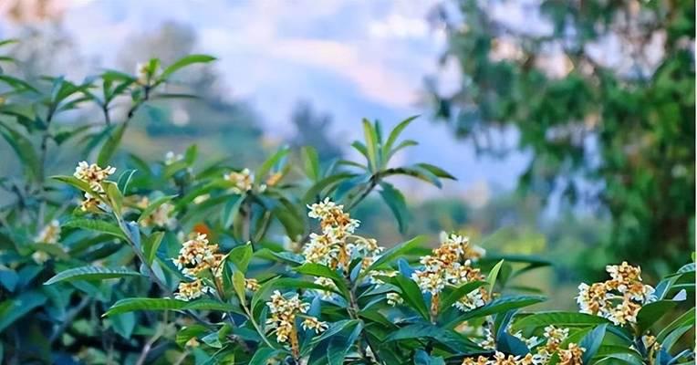 枇杷花代表什么意思？枇杷花语有哪些含义？
