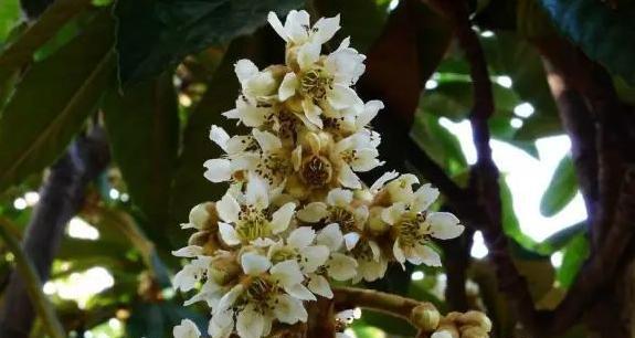枇杷花代表什么意思？枇杷花语有哪些含义？