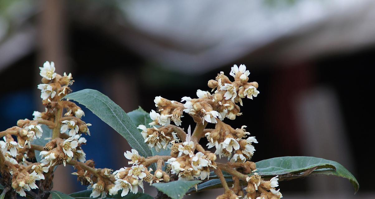 枇杷花代表什么意思？枇杷花语有哪些含义？