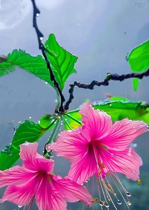 象征一直爱的花是什么花？哪种花代表着永恒的爱？