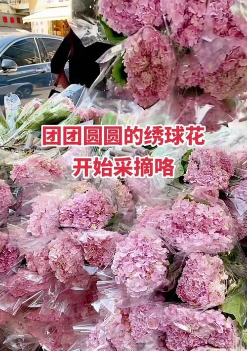 象征团圆美满的花有哪些？它们的花语是什么？