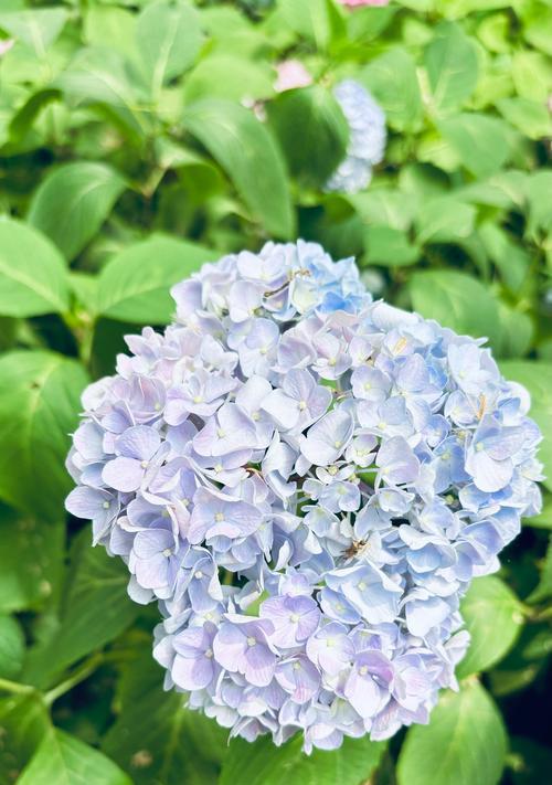 象征团圆美满的花有哪些？它们的花语是什么？
