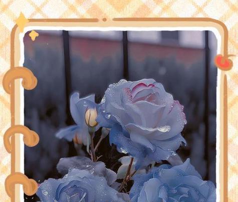 蓝玫瑰花语是什么？蓝色玫瑰代表的含义有哪些？