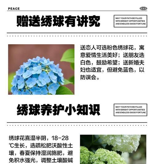 一盆两棵绣球花代表什么含义？绣球花的寓意有哪些？