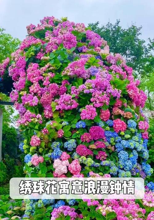 一盆两棵绣球花代表什么含义？绣球花的寓意有哪些？