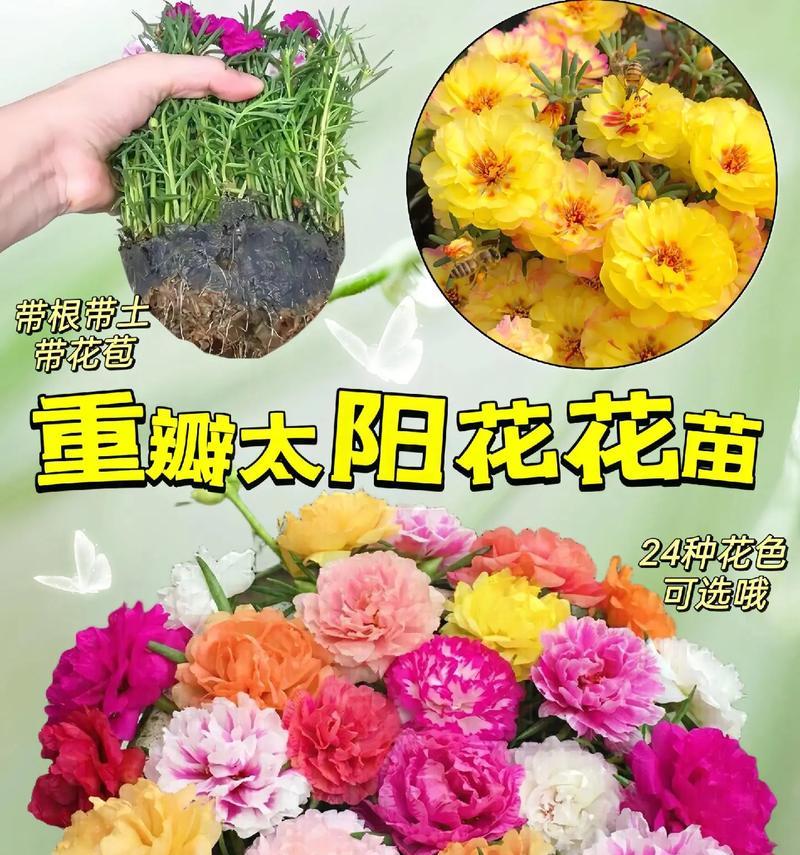 太阳花种植的含义是什么？种太阳花有哪些特别的寓意？
