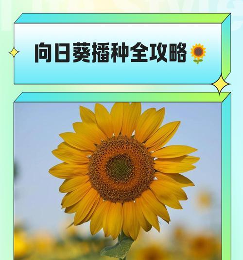 太阳花种植的含义是什么？种太阳花有哪些特别的寓意？
