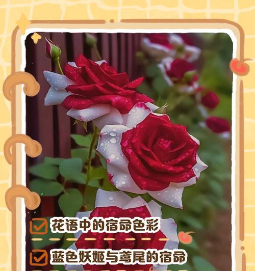 什么花代表复仇的花语？揭秘复仇花语的含义是什么？