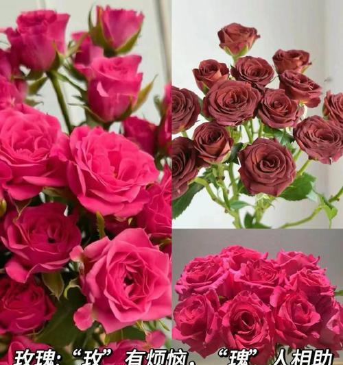 连接梗的花语是什么？如何正确解读连接梗的含义？
