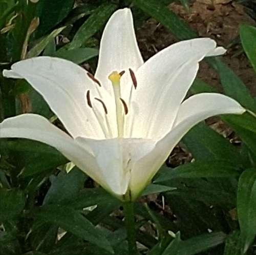 铁柱花象征着什么？铁柱花的寓意有哪些常见问题解答？