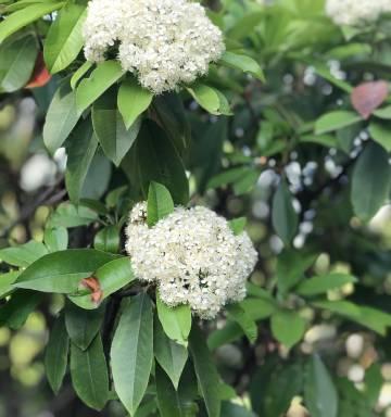铁柱花象征着什么？铁柱花的寓意有哪些常见问题解答？