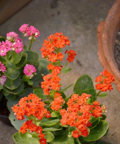 寓意是回家的花是什么花？这种花的花语有哪些含义？
