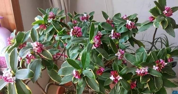 寓意是回家的花是什么花？这种花的花语有哪些含义？