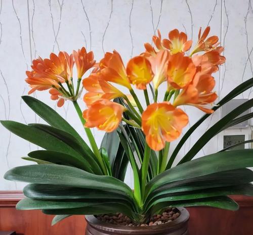 寓意是回家的花是什么花？这种花的花语有哪些含义？