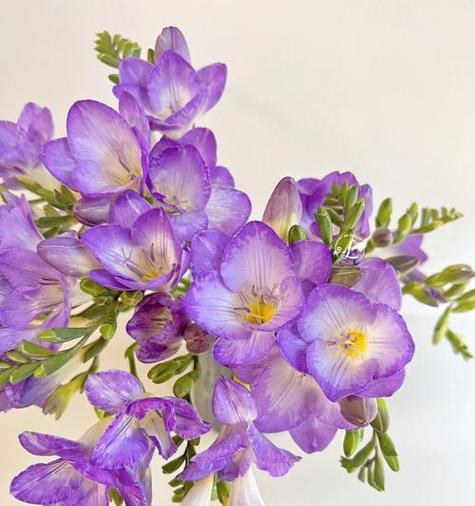 紫色的花语是什么？紫色花卉代表的含义有哪些？