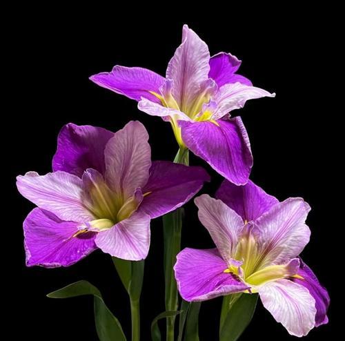 紫色的花语是什么？紫色花卉代表的含义有哪些？