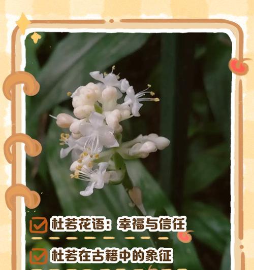 花语信任的花语是什么？如何用花卉表达信任？