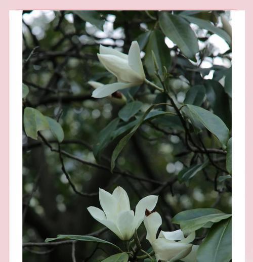 花中隐士象征着什么？花的隐喻意义有哪些？