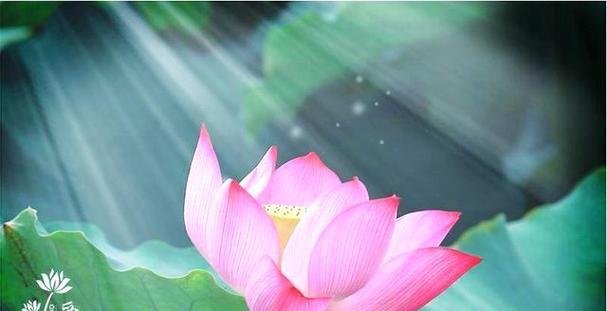 花中隐士象征着什么？花的隐喻意义有哪些？