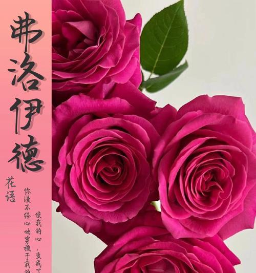 象征着我对你的思念是什么花？如何表达深情的花语？