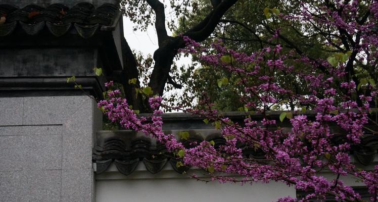 凉亭花的寓意与象征是什么？如何理解其文化意义？