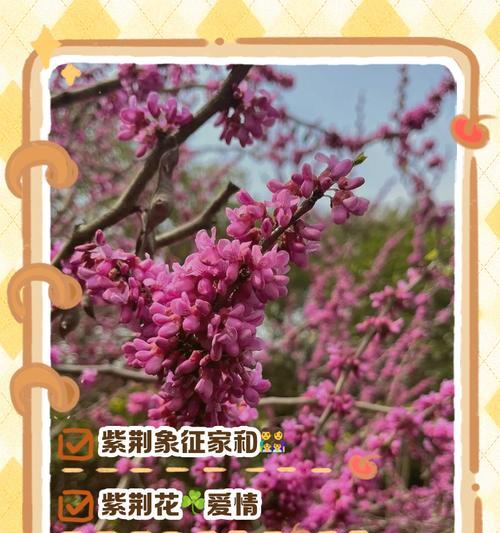 104朵花的寓意是什么意思？花语背后的含义是什么？