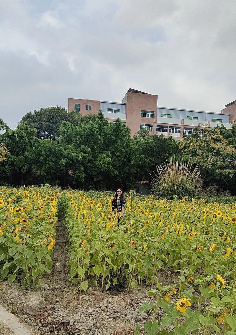 眼中只有你花语是什么意思？如何表达爱意？