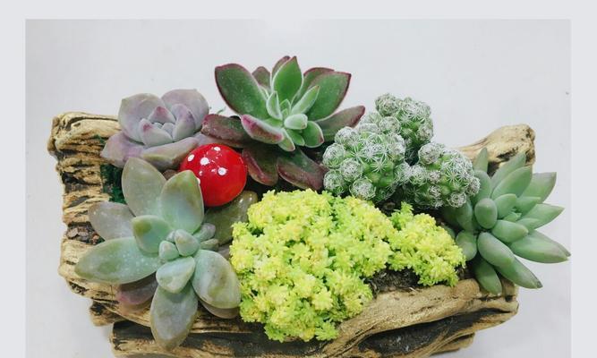 道具纯净花语是什么意思？如何正确理解道具纯净花语？
