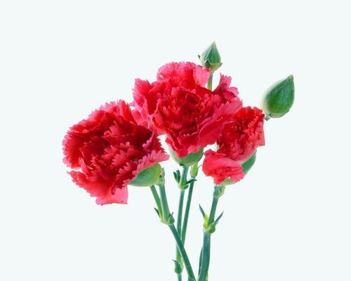 花语艺术是什么意思？如何理解花语艺术的深层含义？