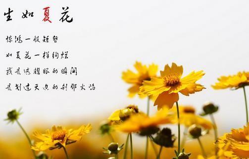 生花进宝的寓意是什么意思？如何正确理解这一吉祥图案？