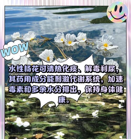 海花的寓意是什么意思？海花象征着什么？