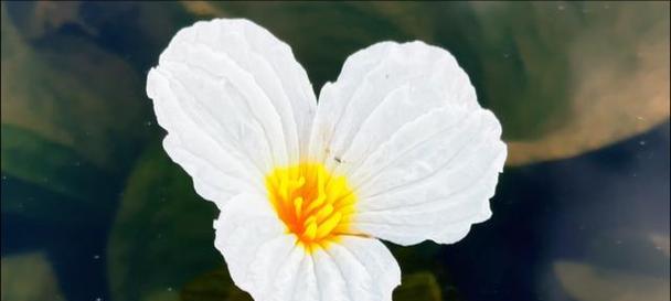 海花的寓意是什么意思？海花象征着什么？
