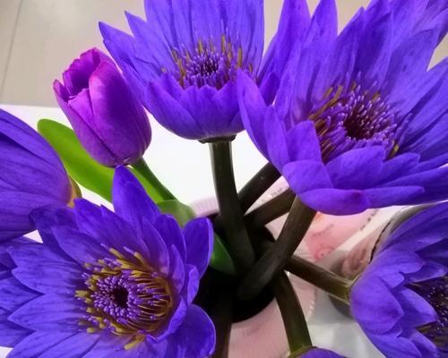 和平魔法花语是什么？如何理解其深层含义？