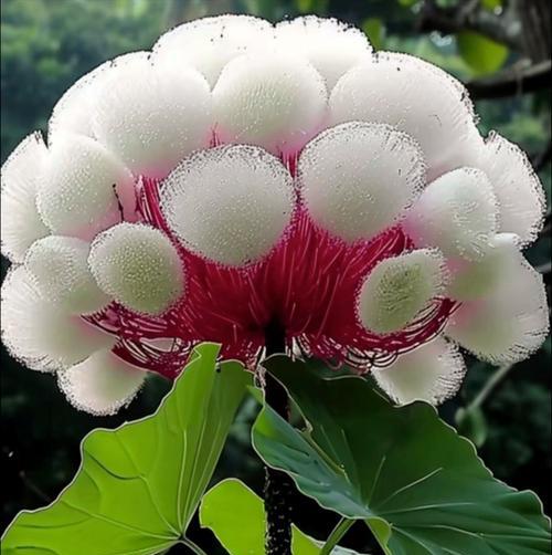月下生花的寓意象征是什么？花语背后隐藏着哪些秘密？