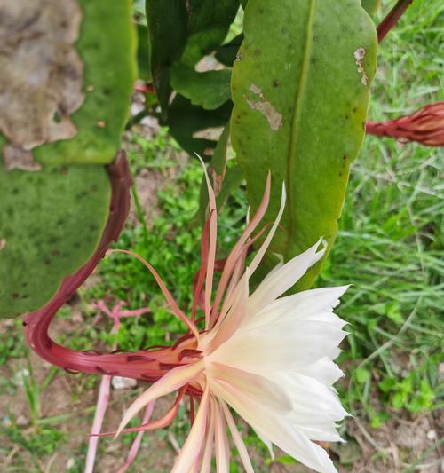 月下生花的寓意象征是什么？花语背后隐藏着哪些秘密？