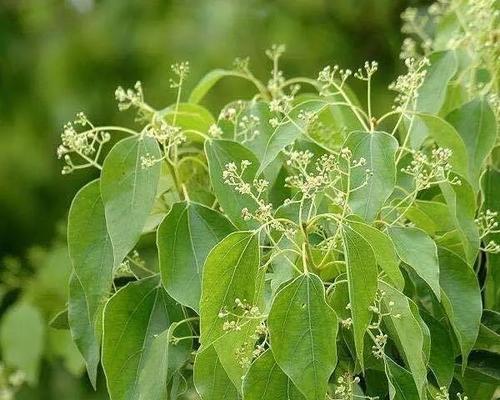 绞杀榕的花语是什么？了解其独特含义和象征意义