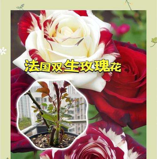 象征真挚爱情的玫瑰花是什么花？玫瑰花的花语有哪些含义？
