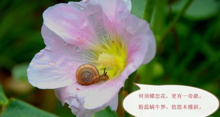 雨露花语是什么意思？如何理解雨露花语的深层含义？