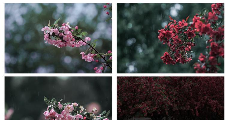 雨中逢花象征着什么？雨中逢花的深层含义是什么？