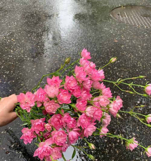 雨中逢花象征着什么？雨中逢花的深层含义是什么？