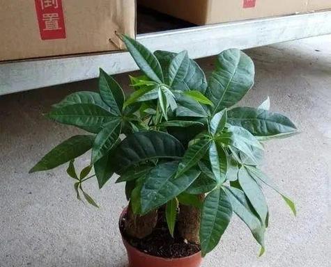 什么花象征着财富和好运？发财花语的花有哪些？