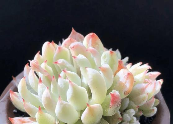 什么花象征着财富和好运？发财花语的花有哪些？