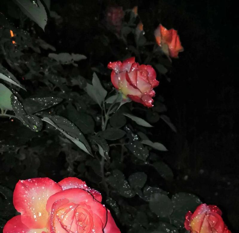 雨夜逢花的寓意是什么？如何解读这一自然现象？
